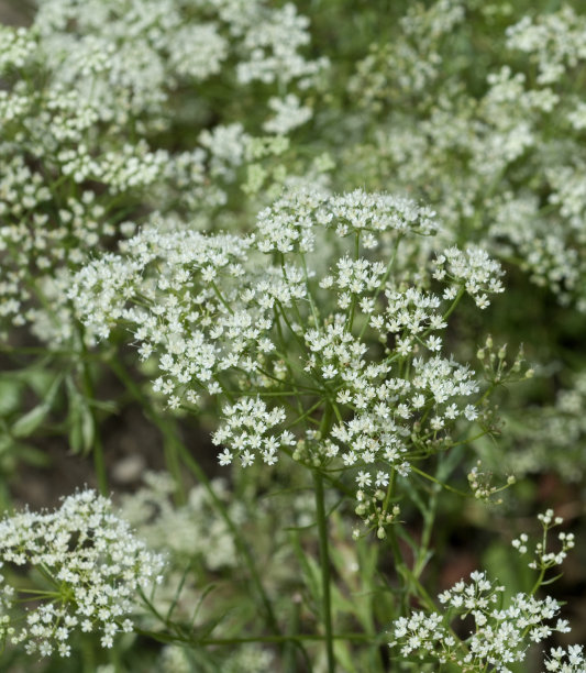 anise