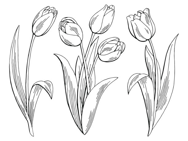 tulip