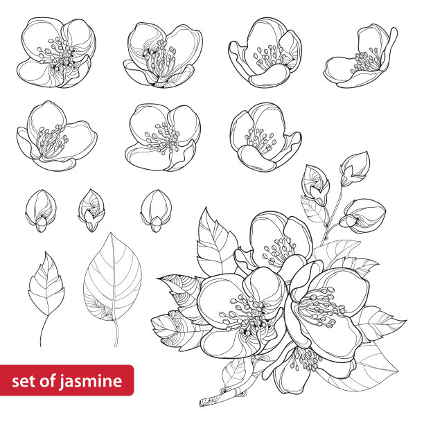 jasmine