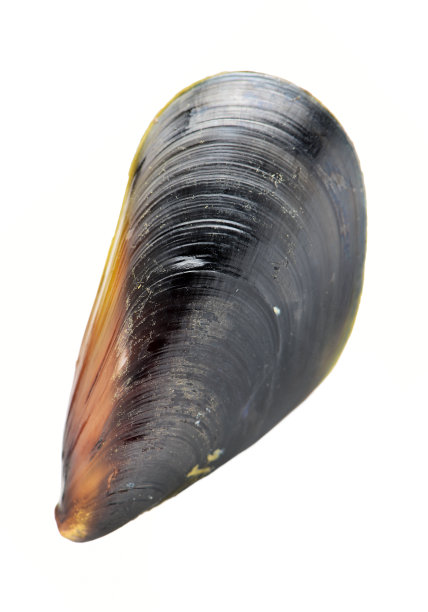 mussels