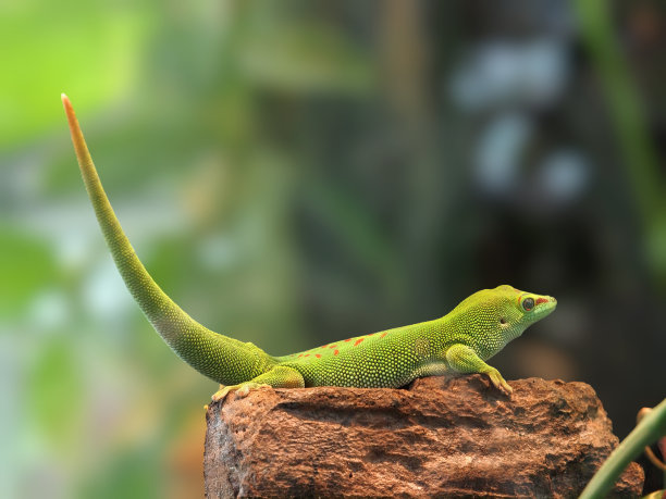 lizard