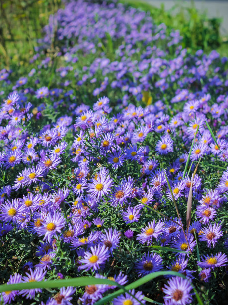 aster