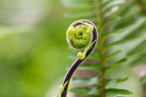 fiddlehead
