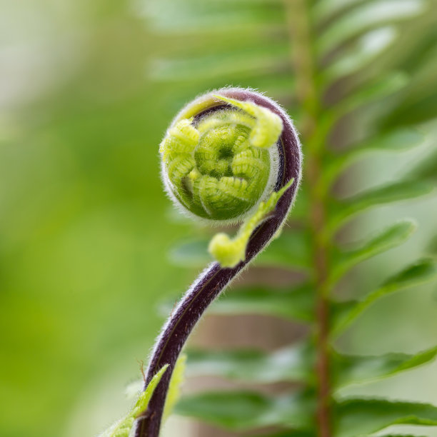 fiddlehead