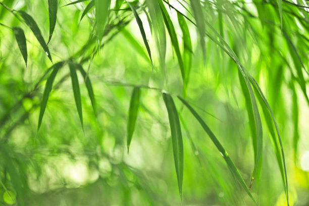 竹子景观设计