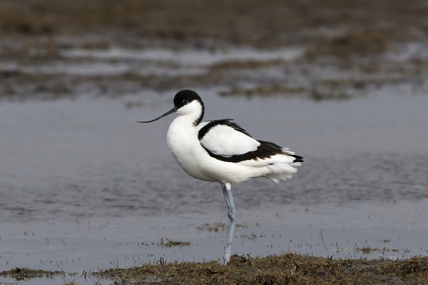 avocet
