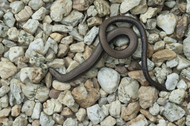 caecilian