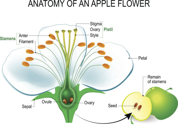 stamens