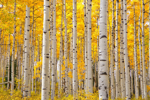 aspen