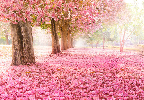 blossoms