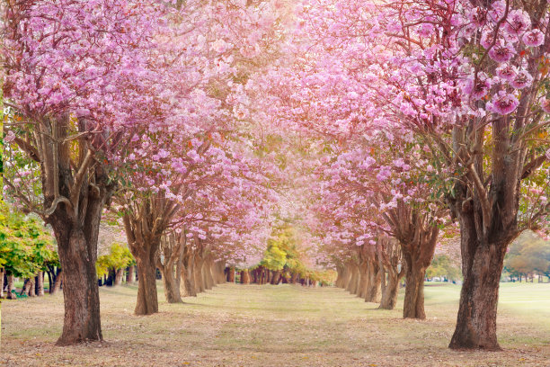 blossoms