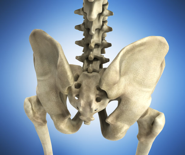 pelvis