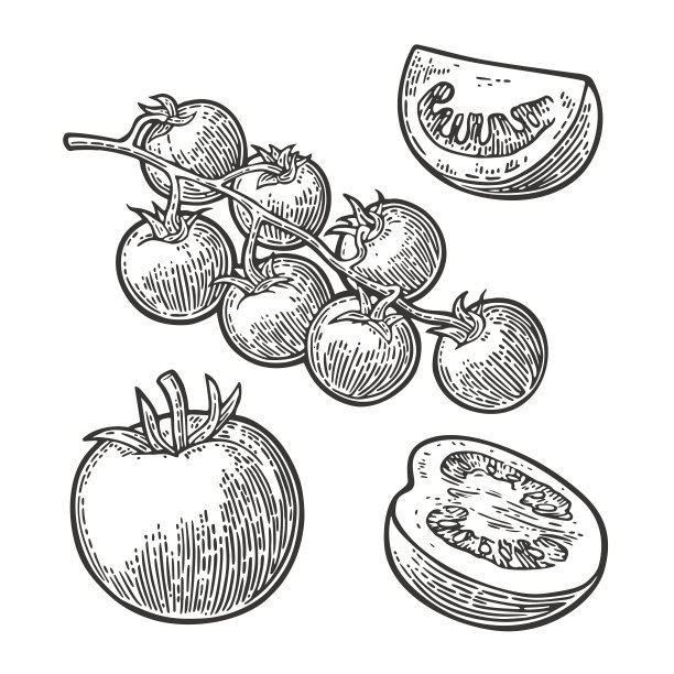 lycopersicon