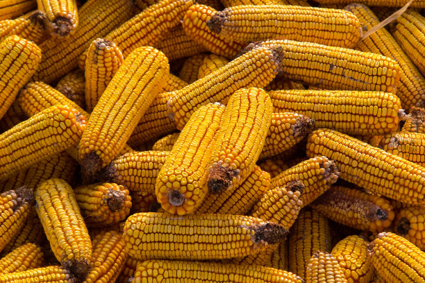 玉米棒背景图片