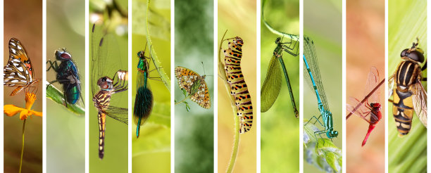 entomology