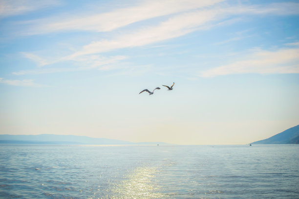 seagull