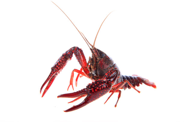crawdad
