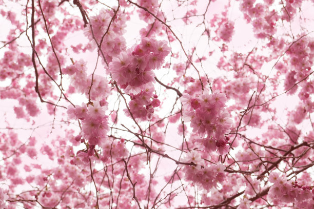 亚洲樱桃树