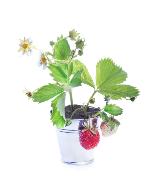 草莓育苗