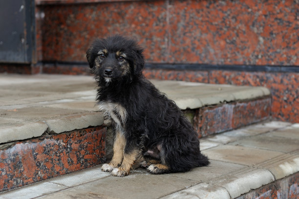 stray