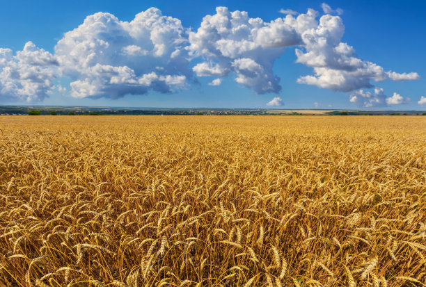 triticum