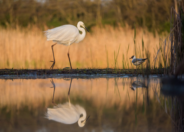 egret