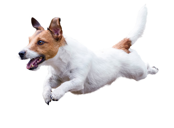 doggy