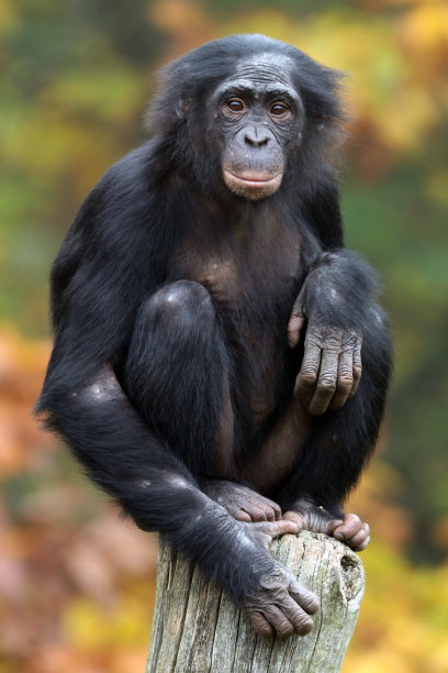 矮黑猩猩