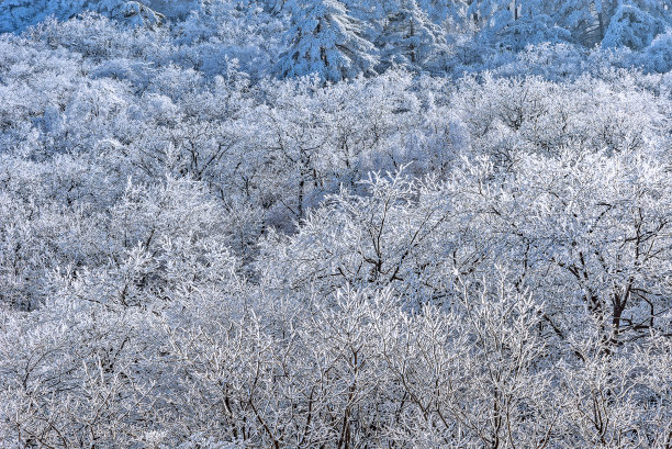 黄山雪景