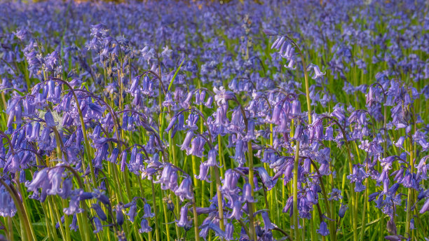 hyacinthoides