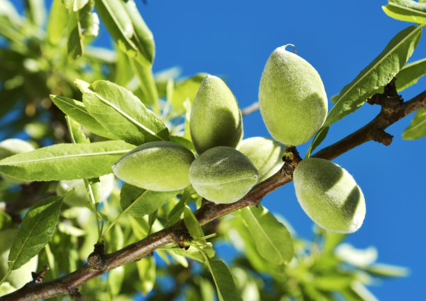 almonds