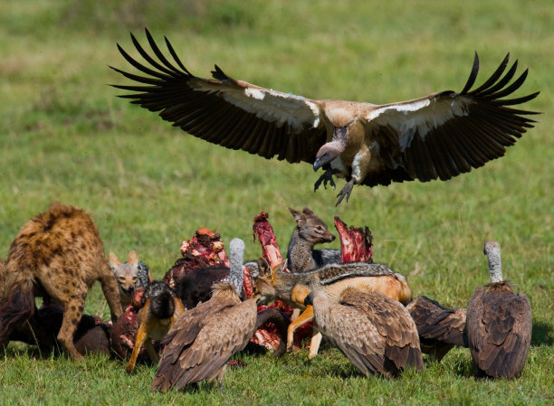 serengeti