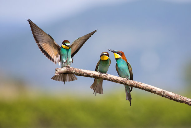 bird