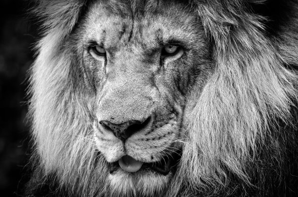 lions