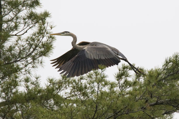 egretta