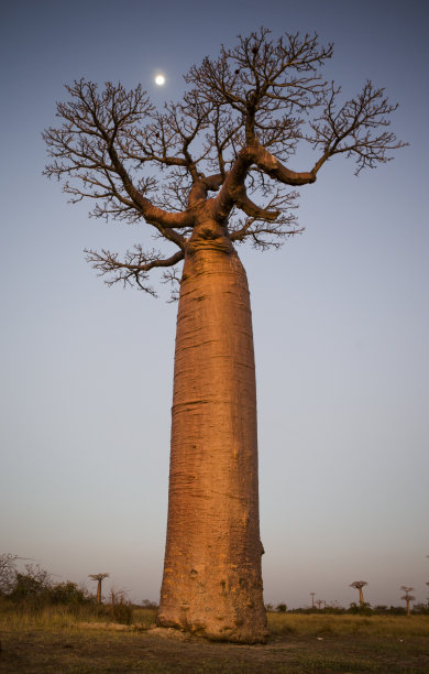 baobab