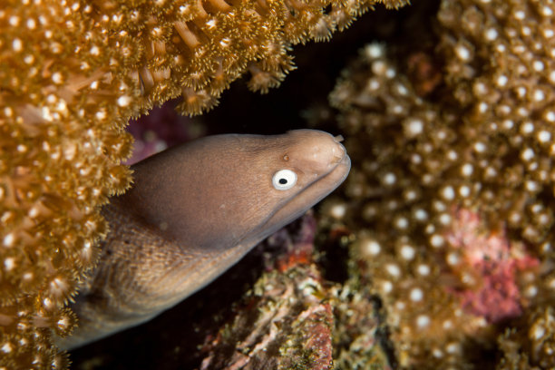 moray