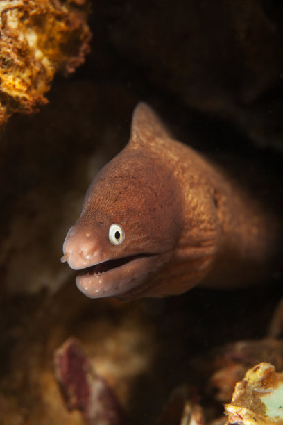 moray