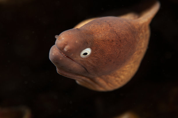 moray