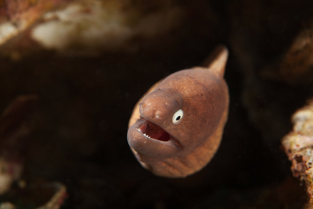 moray
