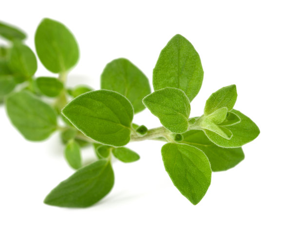 oregano