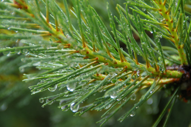 雨与松针