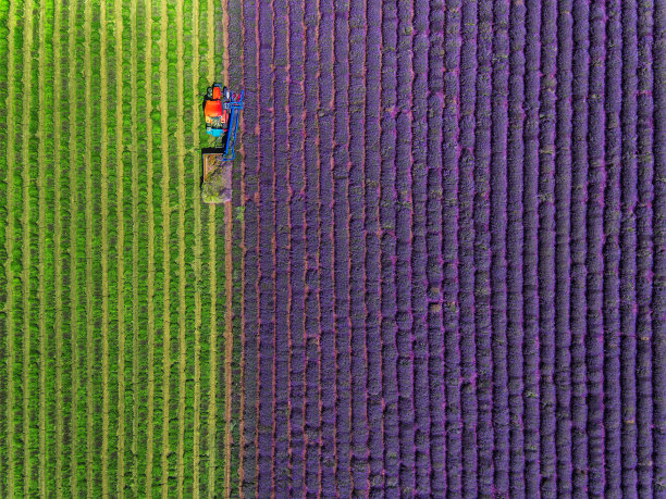 薰衣草 花海 花田