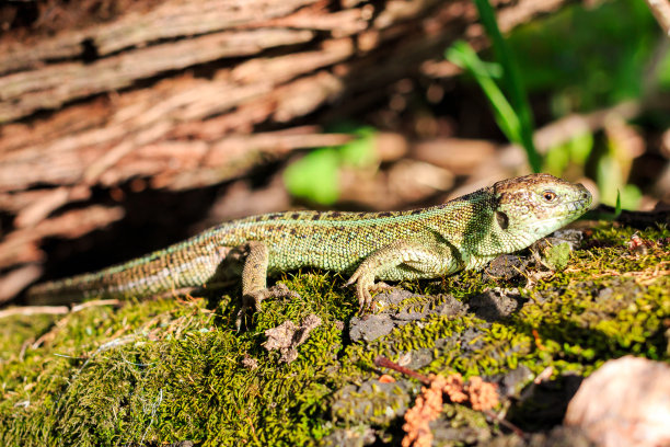 phelsuma