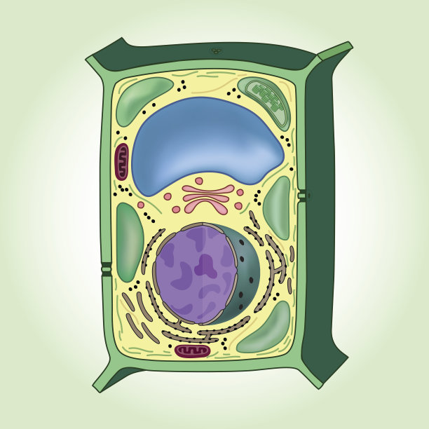 cells