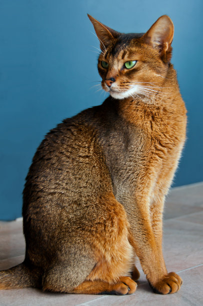 abyssinian猫