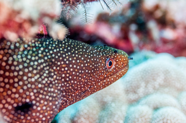 moray