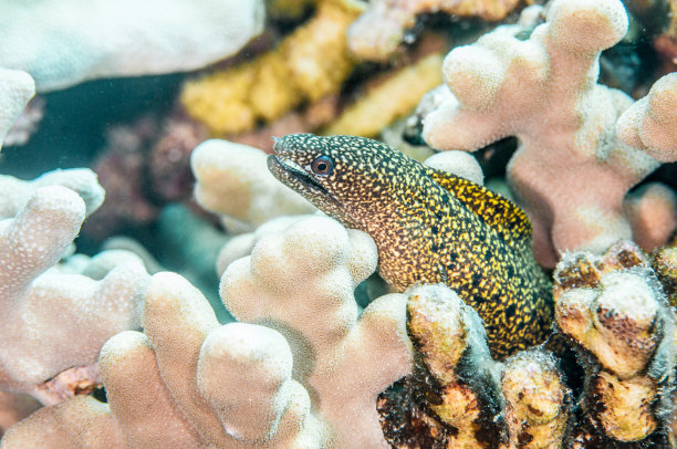moray