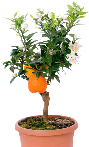 盆栽橘子