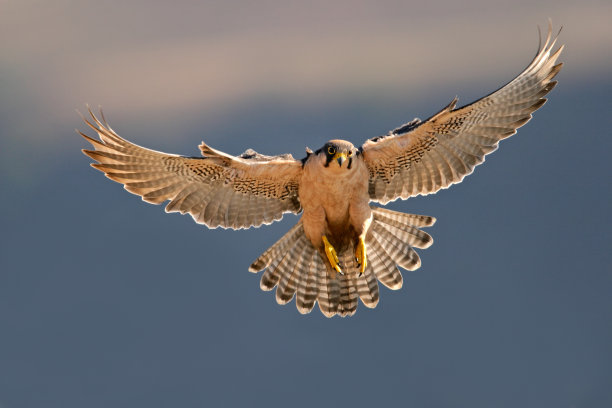 falcon